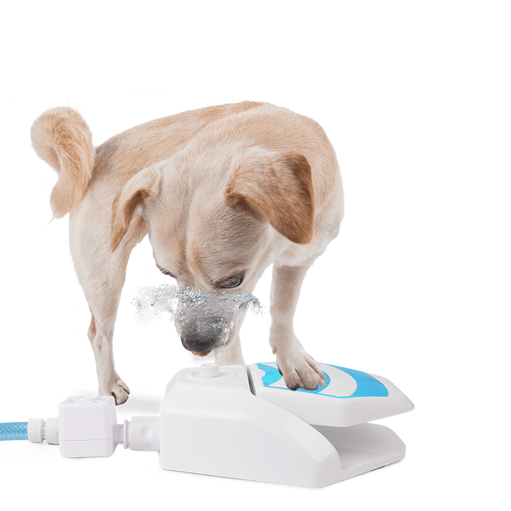 All For Paws Chill Out Garden Water Fountain