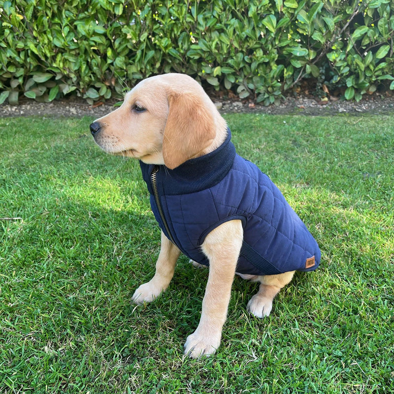 Fatface Harley Puffer Jacket for Dogs