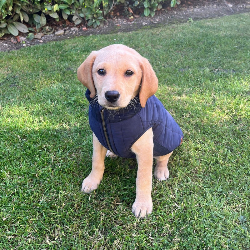 Fatface Harley Puffer Jacket for Dogs